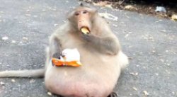 e.g. funnel monke Meme Template