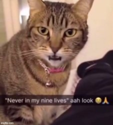 Never in my nine lives ahh Meme Template