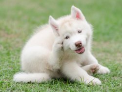 Think think think Meme Template