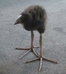 Baby pukeko Meme Template