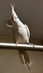 Gears in bird brain shifting Meme Template