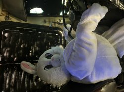 Wut Bunny Meme Template