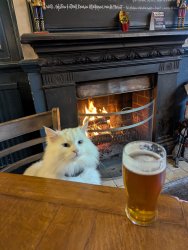 Kitty and  beer Meme Template