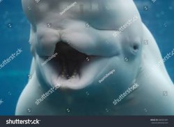 Stupid whale Meme Template