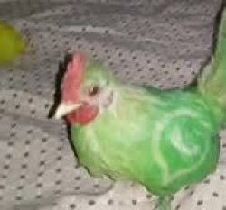 whatsapp chicken Meme Template