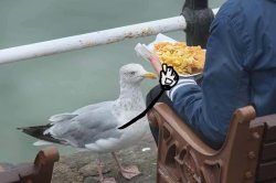 Seagull steals food Meme Template