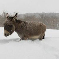 Chrisjoines1 Meme Template