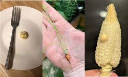 Garden fails Meme Template