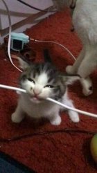 cat biting cable Meme Template