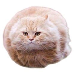 hover cat Meme Template