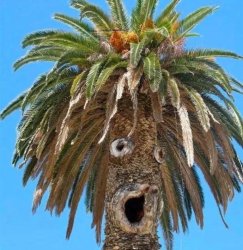 suprised palm Meme Template