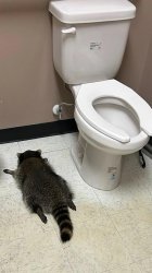 Intoxicated racoon Meme Template