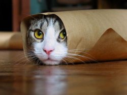 Burrito Cat Meme Template