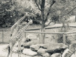 Zoo Animals Giraffe Mirror Image Mode Meme Template