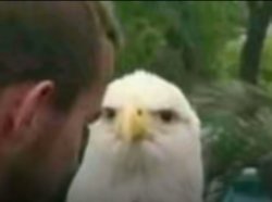 What in the Stars and Stripes..? Meme Template