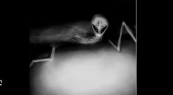 flesh bed Meme Template