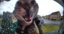 MAW :3 Meme Template