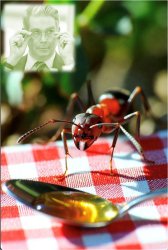 ant + honey + scott bessent Meme Template