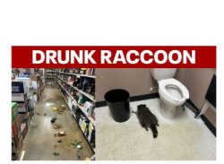 drunk racoon Meme Template