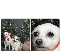 Photogenic Dog Meme Template
