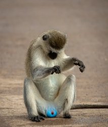 Pokemon monkey Meme Template