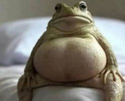 Pregnant frog Meme Template