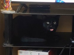 Funny cat Meme Template