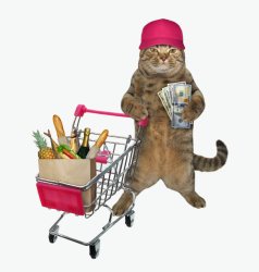 Shopping and cat Meme Template