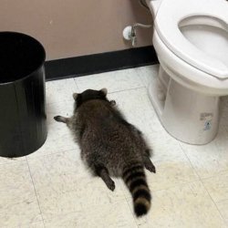 Liquor Store Racoon Meme Template