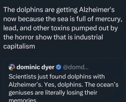 Dolphins Uncle Ted Meme Template