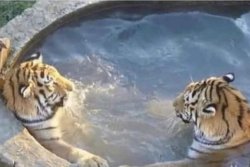 Tigers Meme Template