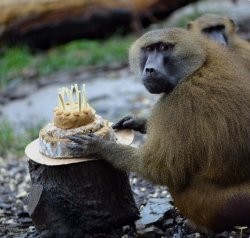 Baboon birthday Meme Template