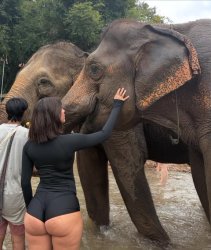 Elephant Meme Template