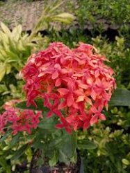 Santan. Meme Template