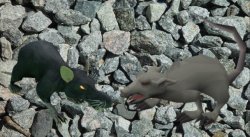 Rat vs Rat Meme Template
