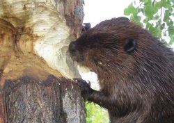 10/10 Wood Eater Beaver Meme Template