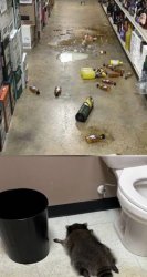 Drunk Racoon Meme Template