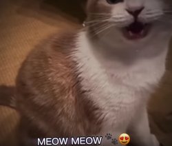 i love u meow meow Meme Template