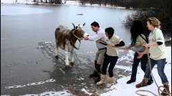 pulling cow from iced lake Meme Template