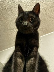 Echt jetzt Meme Template