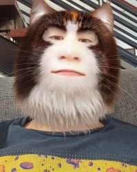 Pushy Catt Meme Template