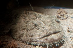 The Mong Fish Meme Template