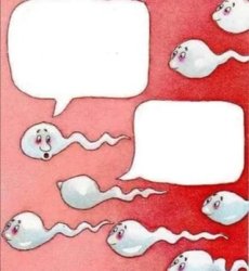 sperm cells talking Meme Template
