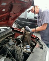 Racoom removal Meme Template