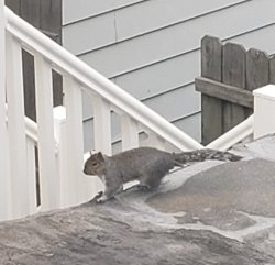 Fox Squirrel Meme Template