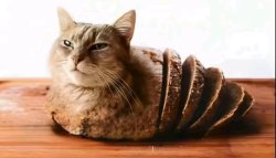 Cat Bread Meme Template