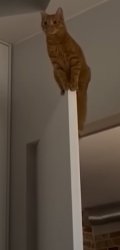 Cat on top of door Meme Template