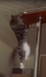 Cliffhanger cat Meme Template