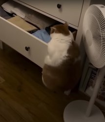 Cat and drawer Meme Template