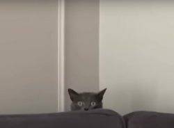 Hidden cat Meme Template